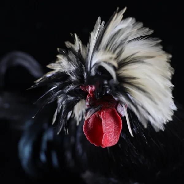 Photo of Mozart the White Crested Black Polish Rooster - Pet