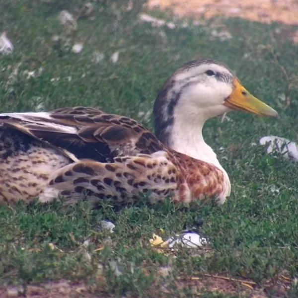 Photo of Jonathan the Silver Appleyard Drake - Pet