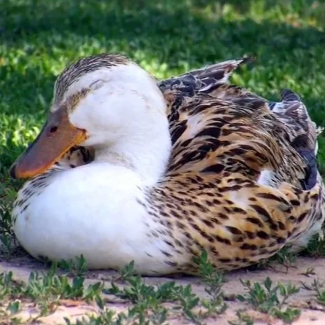 Photo of Ms. Appleyard the Silver Appleyard Hen - Pet