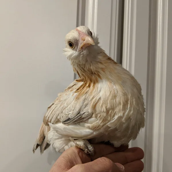 Photo of Mabel the Serama x Belgian D'Uccle Hen - Pet
