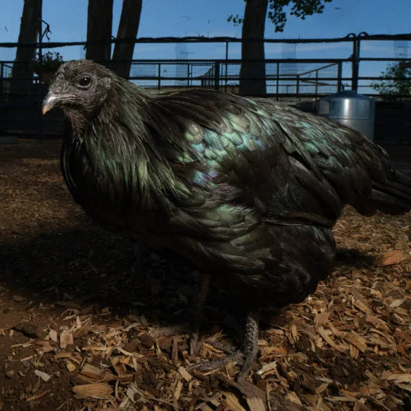 Photo of Star the Black Sumatra Hen - Pet
