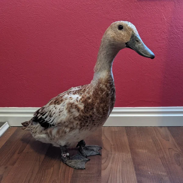 Photo of Crystal the Welsh Harlequin Hen - Pet