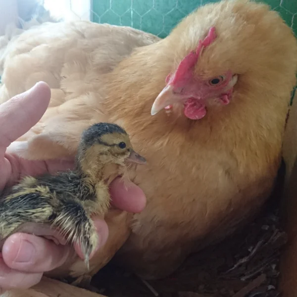 Photo of Beverly the Buff Orpington Hen - Pet