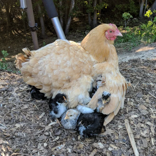 Photo of Beverly the Buff Orpington Hen - Pet