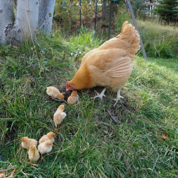 Photo of Beverly the Buff Orpington Hen - Pet