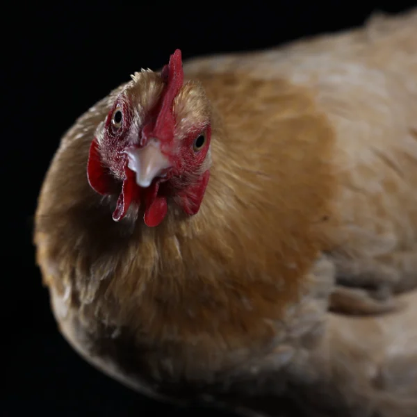 Photo of Beverly the Buff Orpington Hen - Pet