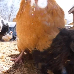 Photo of Beverly the Buff Orpington Hen - Pet