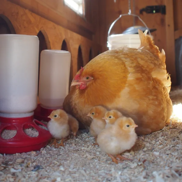 Photo of Beverly the Buff Orpington Hen - Pet