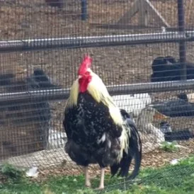 Photo of Reno the Silver Phoenix Rooster - Pet
