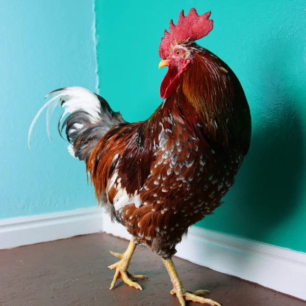Photo of Buddy the Swedish Flower Rooster - Pet
