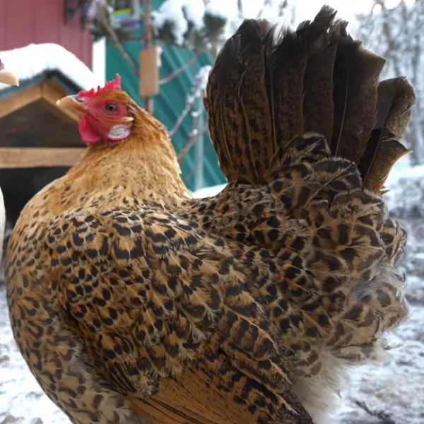Photo of Daisy the Hen - Pet