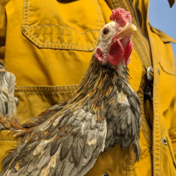 Photo of Pocket the Serama x Belgian D'Uccle Rooster - Pet