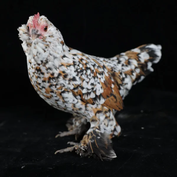 Photo of Olivia the Mille fleur Belgian d'Uccle Cross Hen - Pet