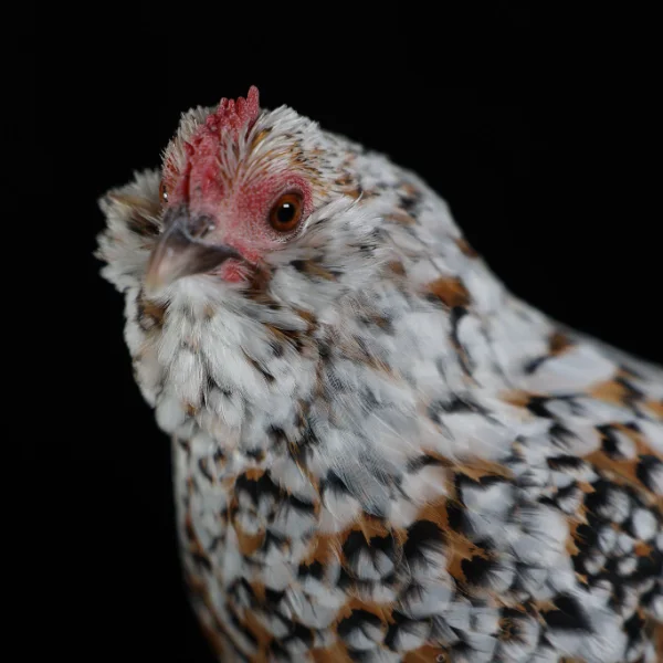 Photo of Olivia the Mille fleur Belgian d'Uccle Cross Hen - Pet