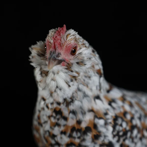 Photo of Olivia the Mille fleur Belgian d'Uccle Cross Hen - Pet