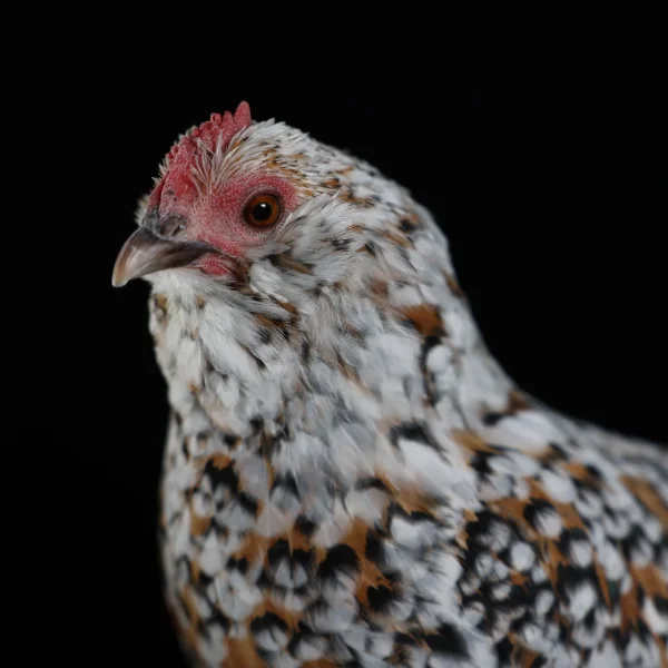 Photo of Olivia the Mille fleur Belgian d'Uccle Cross Hen - Pet
