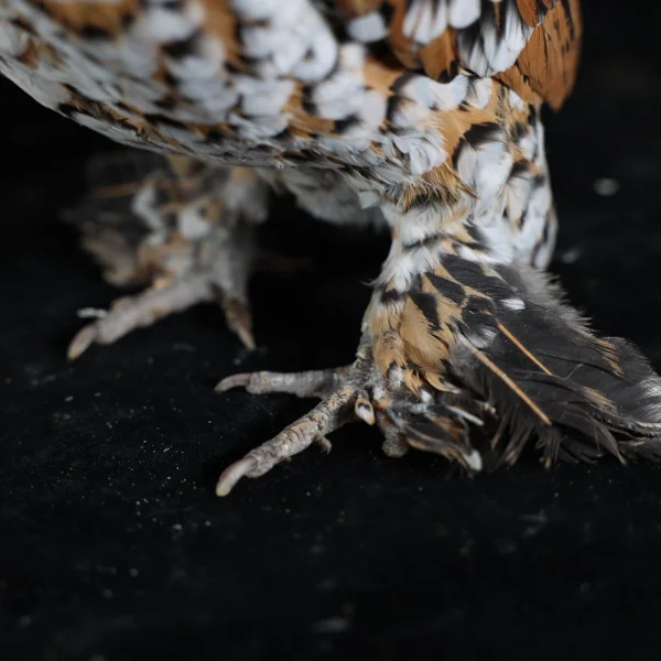 Photo of Olivia the Mille fleur Belgian d'Uccle Cross Hen - Pet
