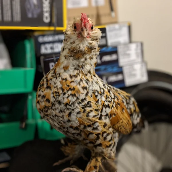 Photo of Olivia the Mille fleur Belgian d'Uccle Cross Hen - Pet