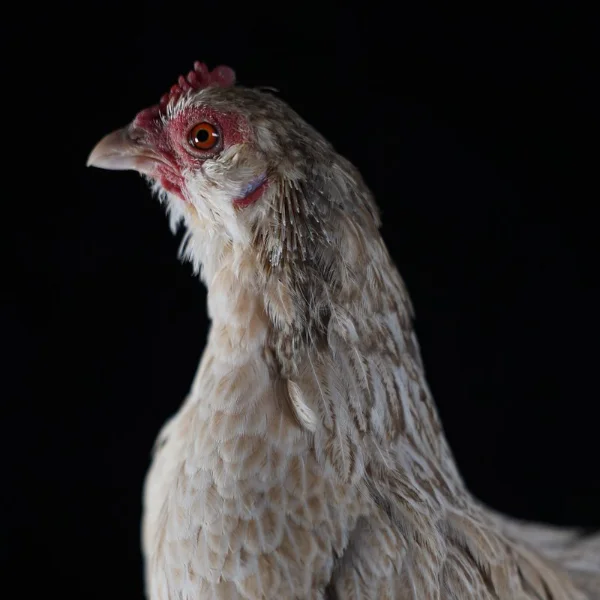 Photo of Sophie the Serama x Belgian D'Uccle Hen - Pet