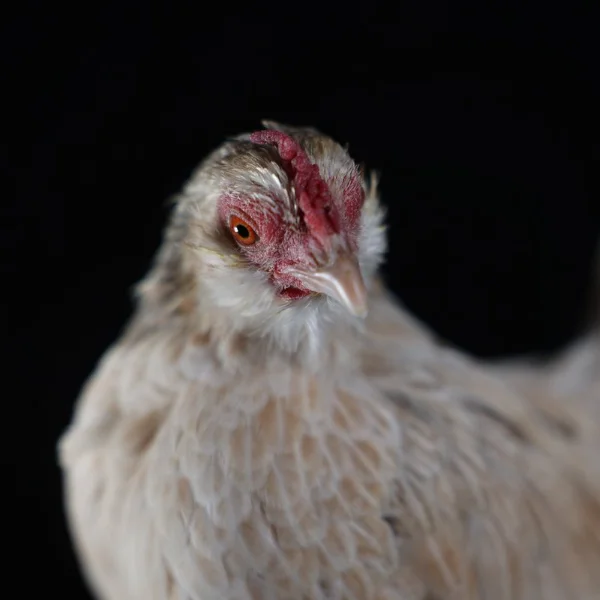 Photo of Sophie the Serama x Belgian D'Uccle Hen - Pet