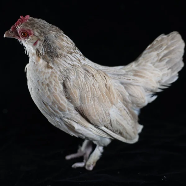 Photo of Sophie the Serama x Belgian D'Uccle Hen - Pet