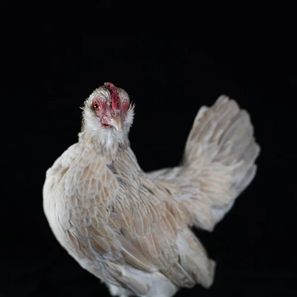 Photo of Sophie the Serama x Belgian D'Uccle Hen - Pet