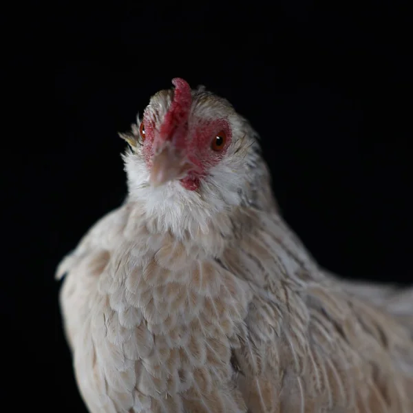 Photo of Sophie the Serama x Belgian D'Uccle Hen - Pet