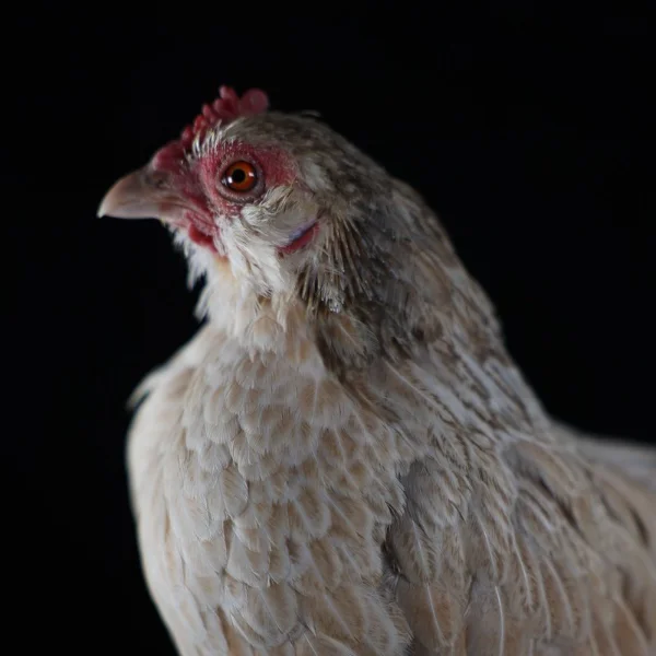 Photo of Sophie the Serama x Belgian D'Uccle Hen - Pet