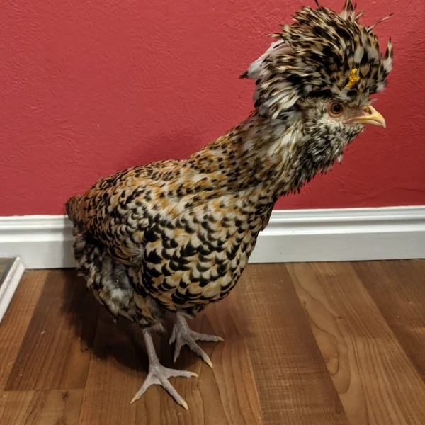 Photo of Queenie the Candy Corn Polish Hen - Pet