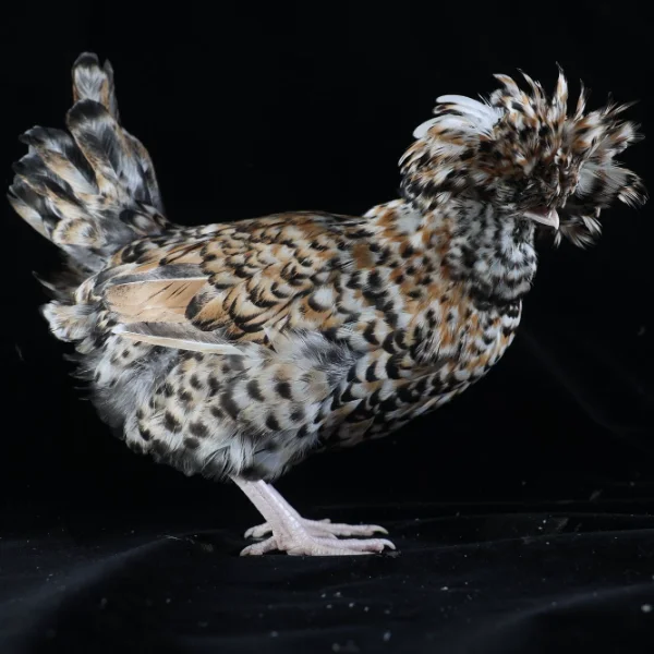 Photo of Queenie the Candy Corn Polish Hen - Pet