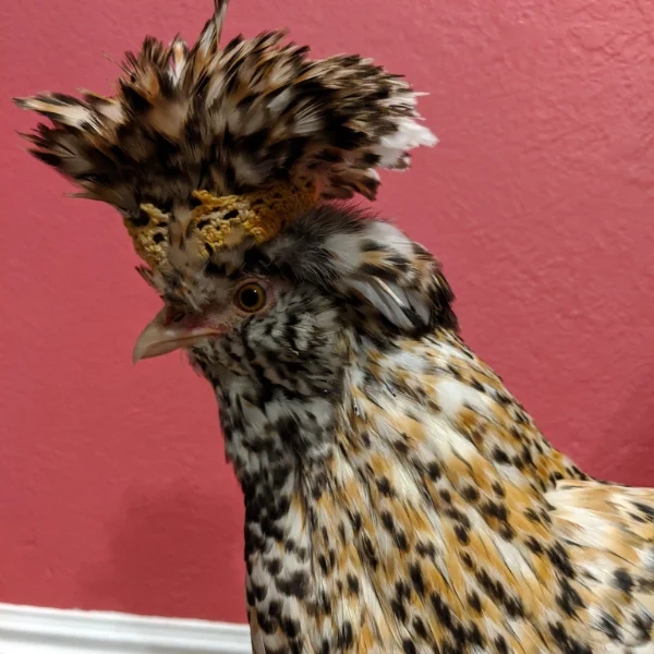Photo of Queenie the Candy Corn Polish Hen - Pet