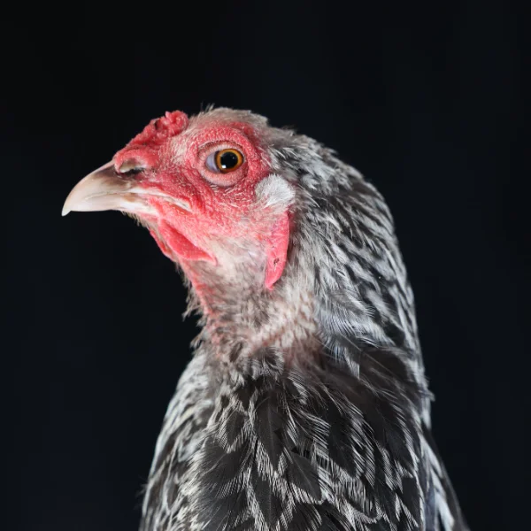 Photo of Bootsie the Dark Brahma Hen - Pet