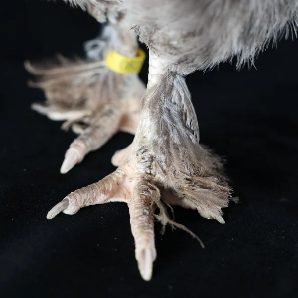 Photo of Bootsie the Dark Brahma Hen - Pet
