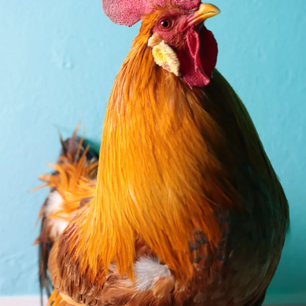 Photo of Fiddler the Black Copper Maran Rooster - Pet