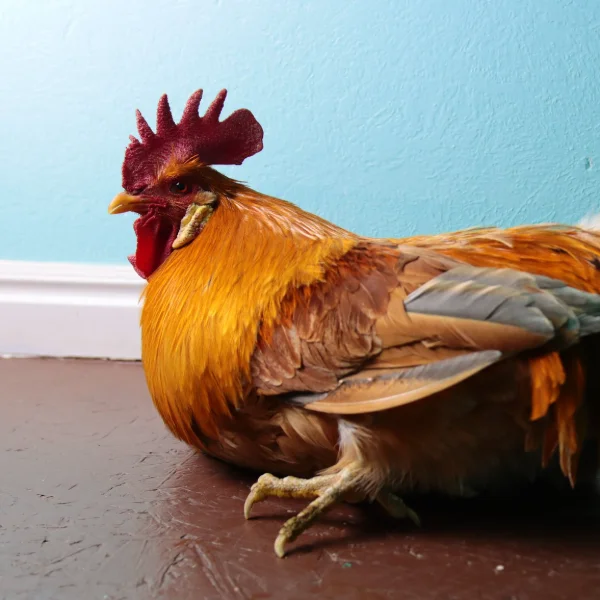 Photo of Fiddler the Black Copper Maran Rooster - Pet