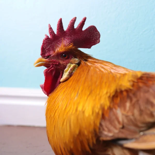 Photo of Fiddler the Black Copper Maran Rooster - Pet