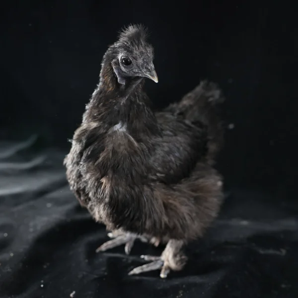 Photo of Miss Flufferbuns the Silkie Hen - Pet