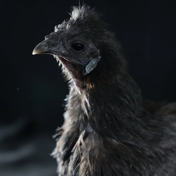 Photo of Miss Flufferbuns the Silkie Hen - Pet