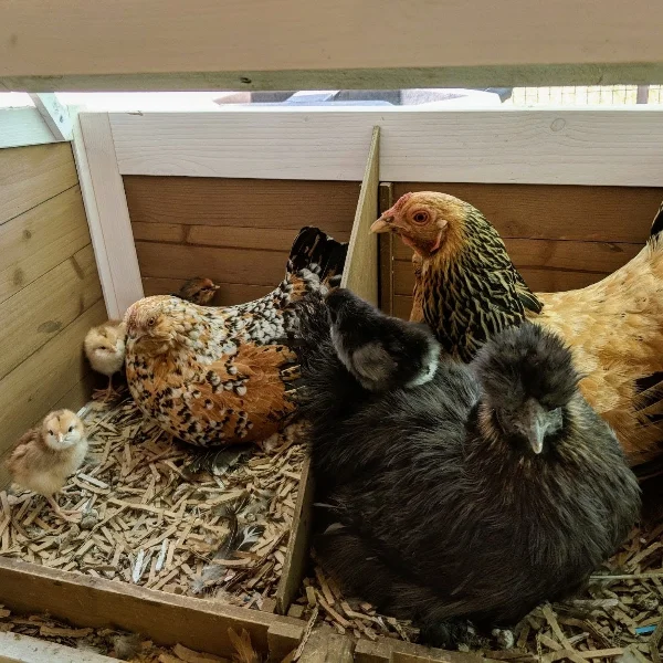 Photo of Miss Flufferbuns the Silkie Hen - Pet
