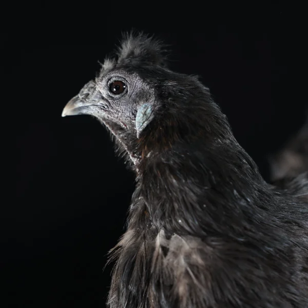 Photo of Miss Flufferbuns the Silkie Hen - Pet