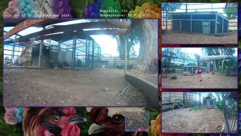 Twitch clip of Buddy