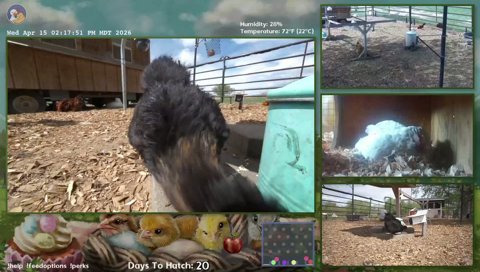 Twitch clip of Miss Flufferbuns